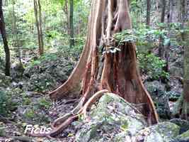 Ficus, Figuier maudit, Coulée Ouliée, Marie Galante