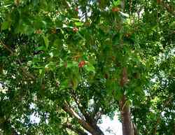 ficus, pointe lézard, bouillante, guadeloupe