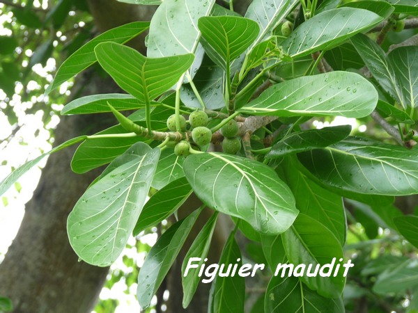 Ficus insipida, Figuier maudit, Poyen