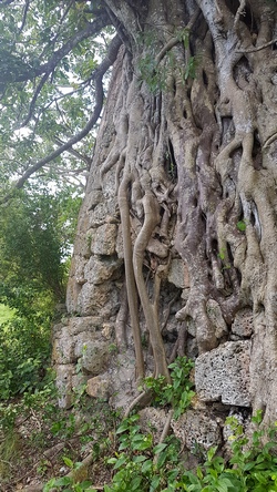 ficus Moulin Maisoncelle petit canal Guadeloupe