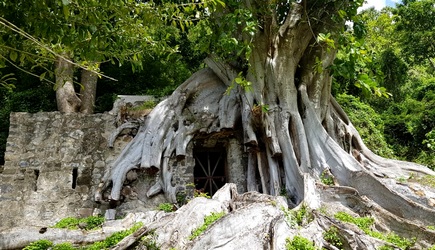 ficus poudrière tour du houelmont guadeloupe