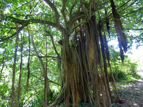 figuier maudit,Ficus citrifolia, moule bois baron Grande terre nord, guadeloupe