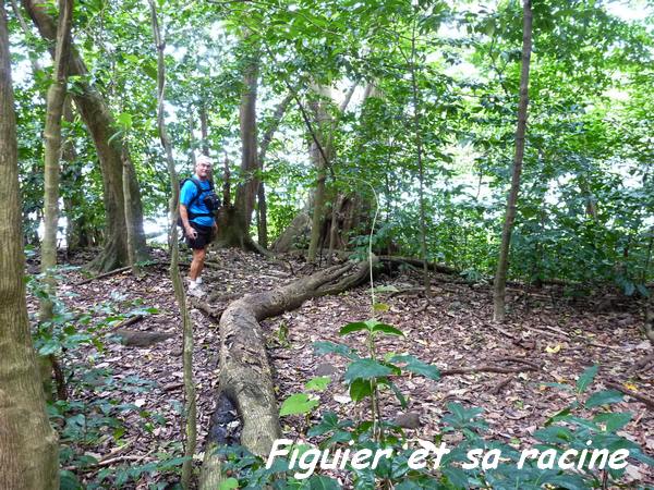 Racine de figuier maudit , Grande Pointe L