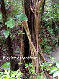 figuier, tour du houelmont, basse terre, guadeloupe