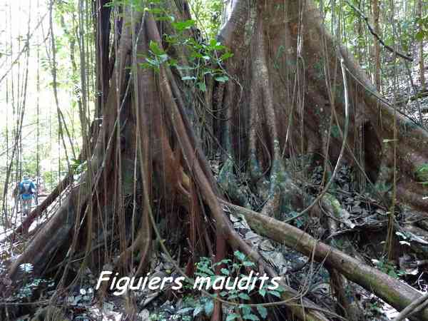 Figuier maudit, Ficus citrifolia, trace du prince