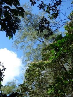 filao arbre rivière bras david guadeloupe