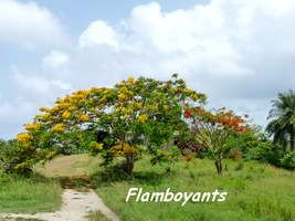 Flamboyants, Delonix regia, Marie Galante