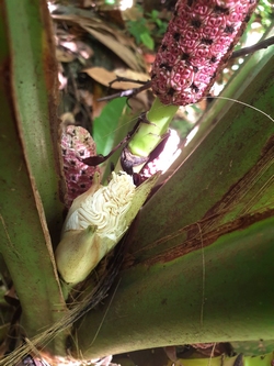 aile à mouche petit bourg guadeloupe