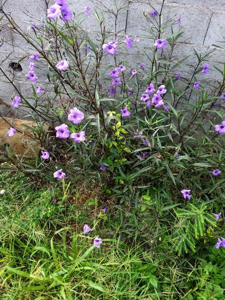 fleurs mauves, cascade Bis, Mailhé, Ste Rose, guadeloupe