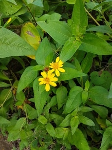 fleur soleil pte bacchus pt bourg Guadeloupe