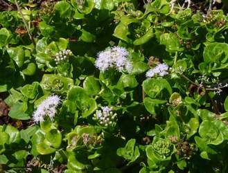 fleurit noel Trace des falaises anse bertrand Guadeloupe