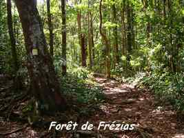 foret frézias, V Hugues, B Terre