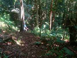 foret moyenne, trace 36 mois, ste rose, basse terre, guadleoupe