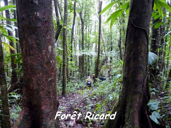 Forêt Ricard, Piton de Bouillante