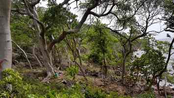 foret seche, terre de bas , guadeloupe