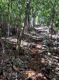 foret sèche trace pecheurs Grande terre guadeloupe