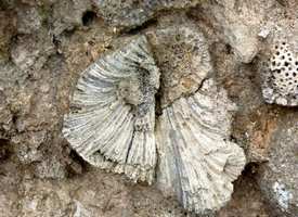 fossile desirade