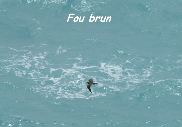 Fou brun, Sula leucogaster, Saint Louis, Marie Galante