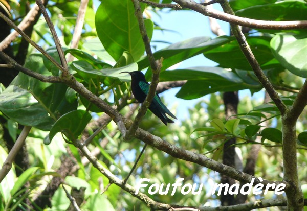 foufou madère, Eulampis jugularis, tete allegre, basse terre nord, Guadeloupe