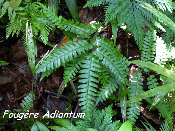 Adantium latifolium, fougère, Trace des Contrebandiers