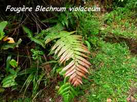 fougère blechnum, soufrière, guadeloupe