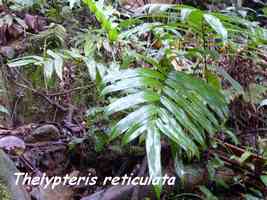 Fougère, Thelypteris reticulata, galion