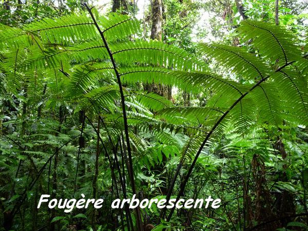 fougère arborescente, trace des étangs