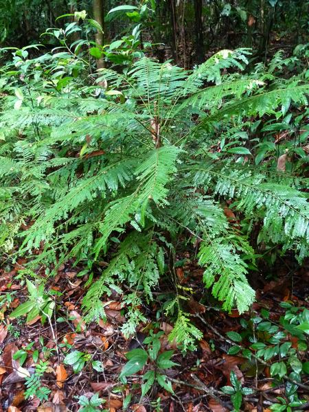 fougère batarde, Phyllanthus mimosoides, sarde, capesterre