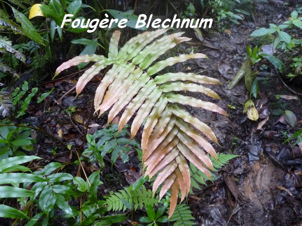 Blechnum occidentalis, Fougère, Piton de Bouillante L