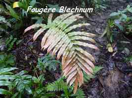 Blechnum occidentalis, Fougère, Piton de Bouillante