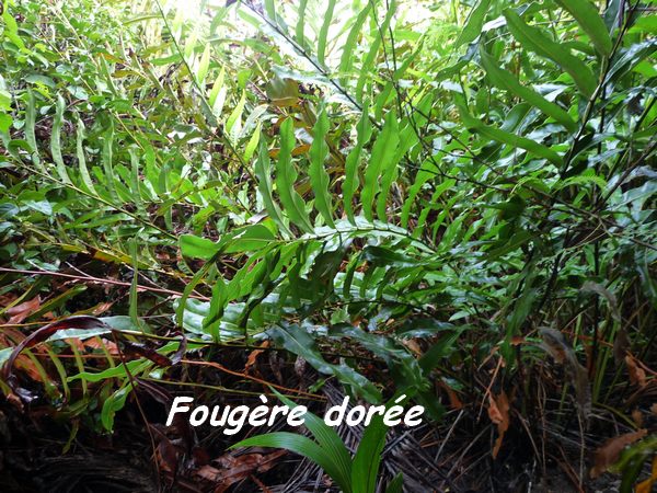 fougère dorée, ravine NW Moule