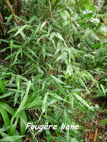 Salpichlaena volubilis, Fougère liane, Piton de Bouillante L