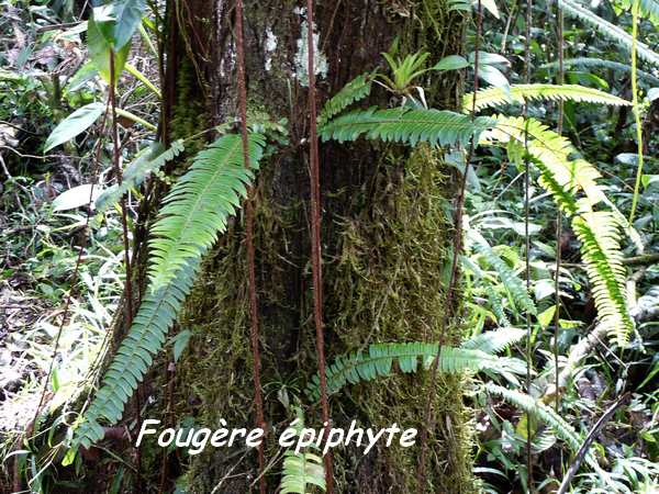 fougere nephrolepis L