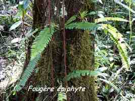 fougère Nephrolepis, trace contrebandiers, basse terre nord, guadeloupe