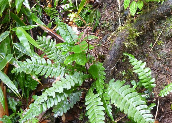 Adiantum latifolium, Fougère, Piton de Bouillante L