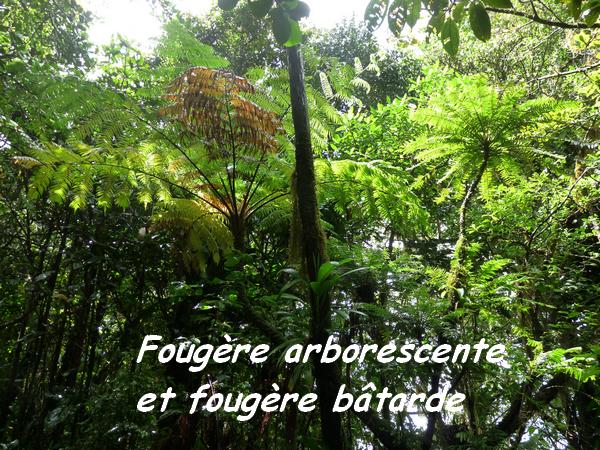 Cyathea arborea et Phyllantus mimosodes, Fougères, Piton de Bouillante L