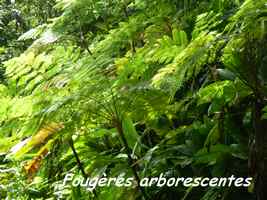 fougères arborescentes, ravine tonton, riv Vx habitants, Guadeloupe