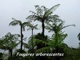 fougères arborescentes, soufrière, guadeloupe