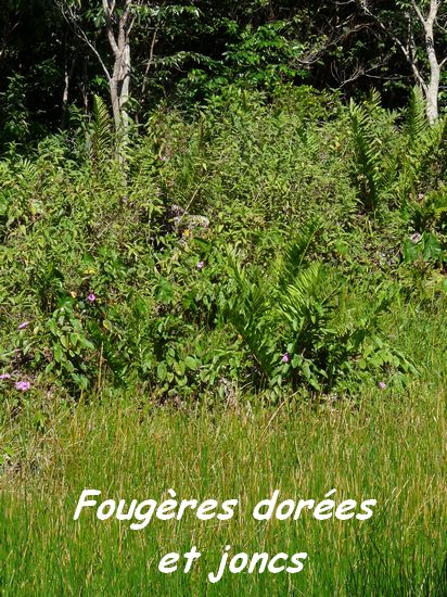 fougère dorée, TGT, L