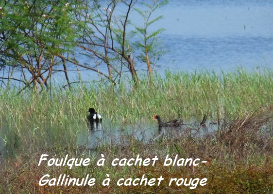 Fulica carbaea, Foulque cachet blanc, Gallinula chloropus, Poule d`eau L