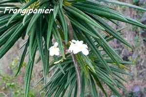 frangipanier, Plumeria alba, TdeH , les saintes