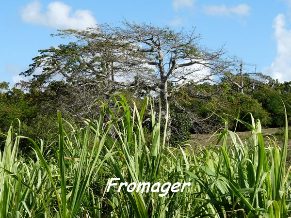 Ceiba pentandra, Maisoncelle