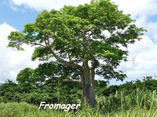 Fromager, Ceiba pentandra, Pointe à Bacchus