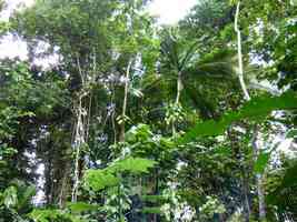 foret, rivière quiock, route mamelles, guadeloupe