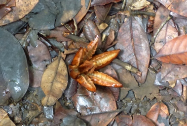 fruit mangle canyon moustique Guadeloupe