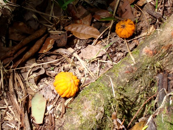 fruitd, tarce baille argent, basse terre nord, guadeloupe