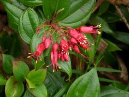 Fuchsia montagne, arbuste, soufrière, guadeloupe