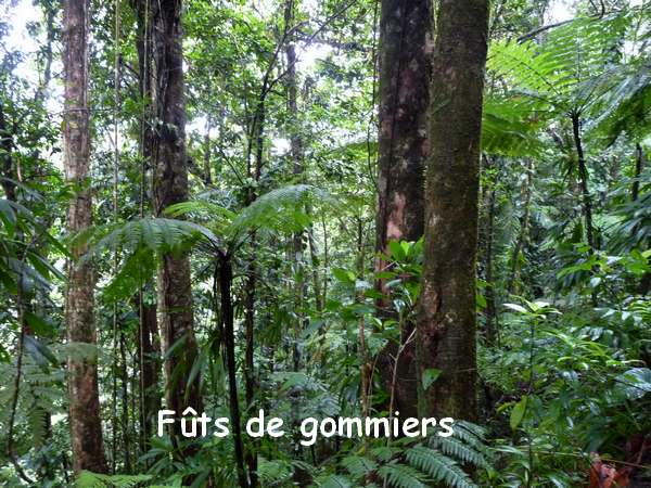 gommiers, carbet L