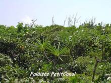 foret seche, ecosysteme tropical, guadeloupe antilles