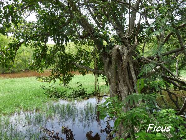 st felix, arbre L